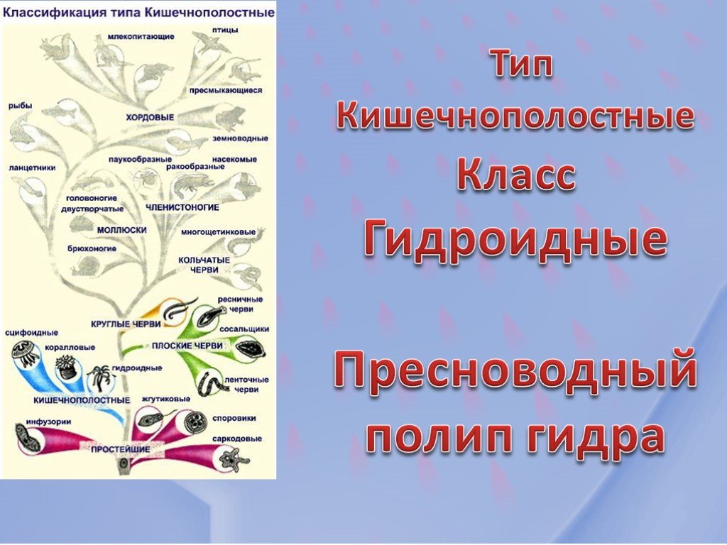 Почему кракен перестал работать